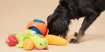 Paws, Claws, and Style: Elevating Pet Care with Trendy Accessories